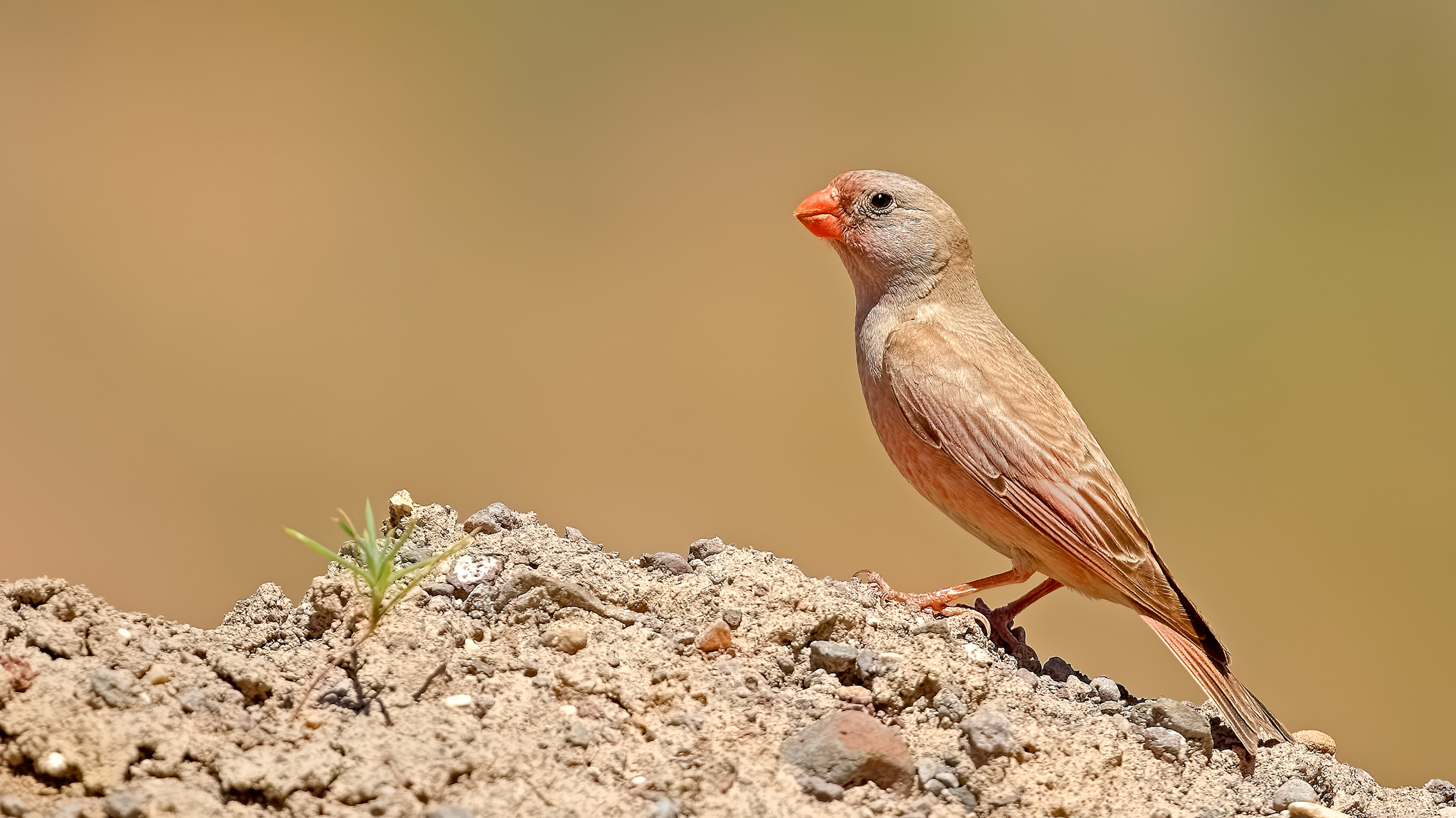 Trumpeter Finch
